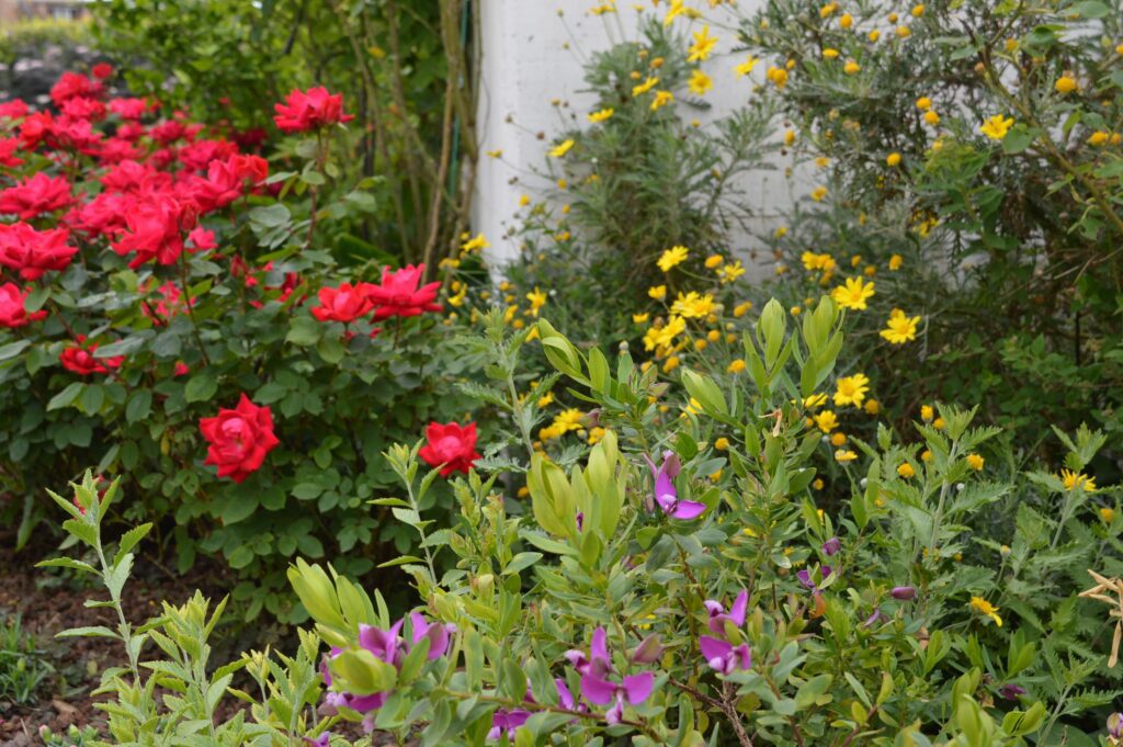 Piante e fiori cottage garden